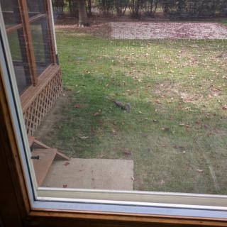 View of a backyard through a window.