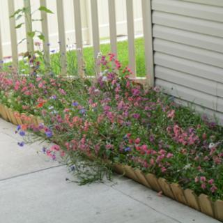 A vibrant patch of flowering plants alongside a fence, adding color to the outdoor space.