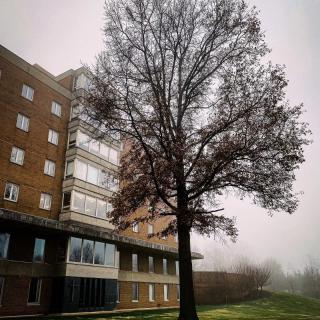 A misty morning with a tall tree standing beside a brick building.
