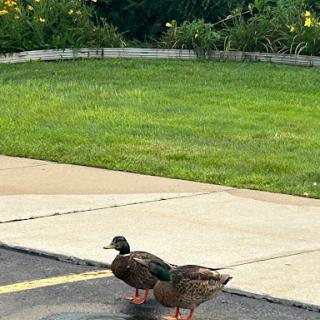 Two ducks resting near a grassy area.