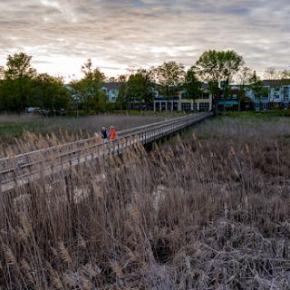 A serene boardwalk pathway through a marsh at sunset, inviting peaceful strolls amidst nature.