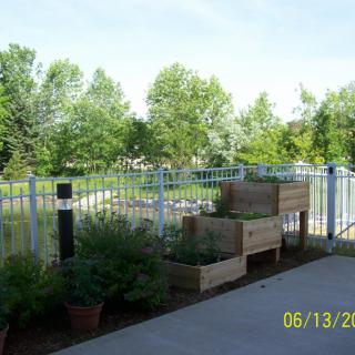 A peaceful outdoor garden with raised wooden planters, surrounded by greenery and protected by a fence.