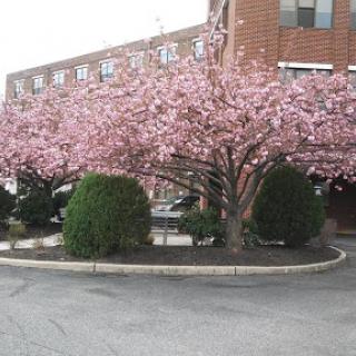 A beautiful cherry blossom tree in full bloom, surrounded by neatly trimmed bushes in an urban environment.