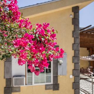 A vibrant bougainvillea plant in full bloom next to a house window.
