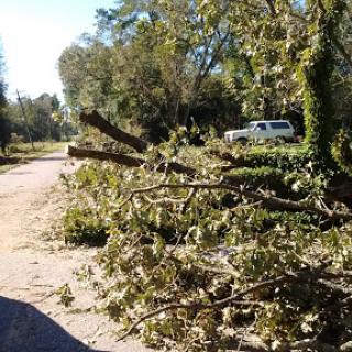 A fallen tree blocks the road, with scattered branches and a parked vehicle in the background.
