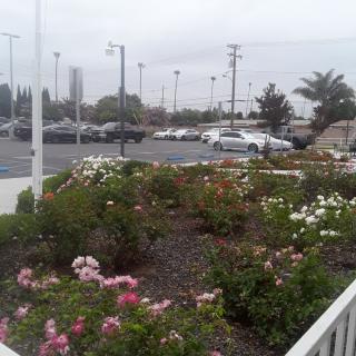 A garden with blooming flowers near a parking lot on a cloudy day.