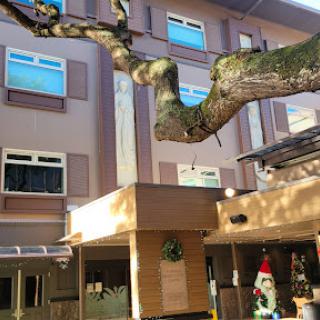 A festive scene featuring a tree in front of a modern building adorned with Christmas decorations.