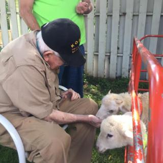 An elderly man gently interacts with two dogs in a sunny outdoor setting.