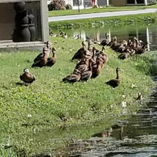 A group of ducks relaxing by the pond on a sunny day.