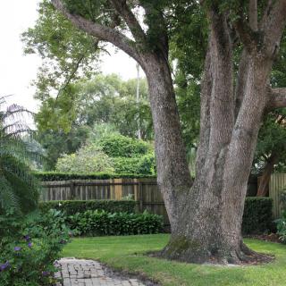 A large tree stands in a lush garden with a wooden fence in the background.