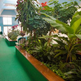 A lush indoor garden filled with various tropical plants, bathed in natural light.