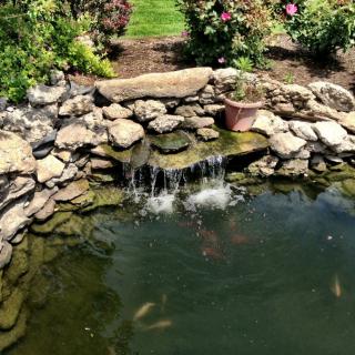 A serene garden pond with a small waterfall surrounded by rocks and vibrant plants.
