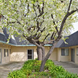 A picturesque courtyard featuring a blossoming tree surrounded by a building.