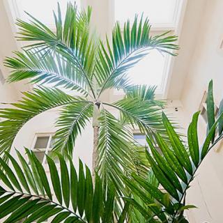 Indoor palm plant with vibrant green fronds.