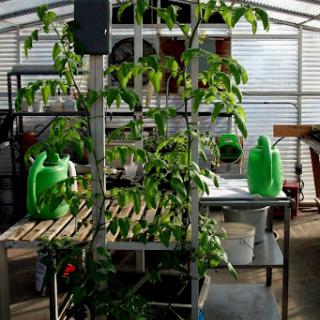 A thriving greenhouse filled with lush green plants and watering equipment.
