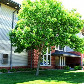 A tree stands in front of a residential building on a sunny day.