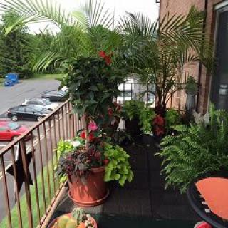 A lush balcony adorned with an array of potted plants and greenery.