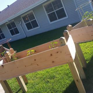 A wooden raised garden bed in a backyard setting, featuring young plants thriving under the sunlight.