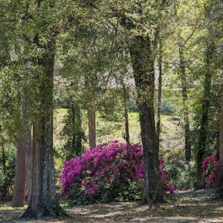 A serene forest scene featuring vibrant purple flowers amidst tall, lush trees.