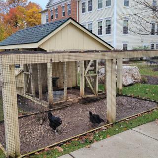 A small chicken coop with black chickens in an urban backyard setting during autumn.