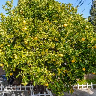 A vibrant orange tree laden with ripe oranges in a garden.
