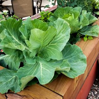 Cabbages growing in a raised garden bed.