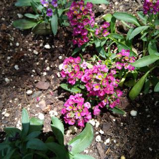 A cluster of vibrant purple flowers blooming in a sunny garden.