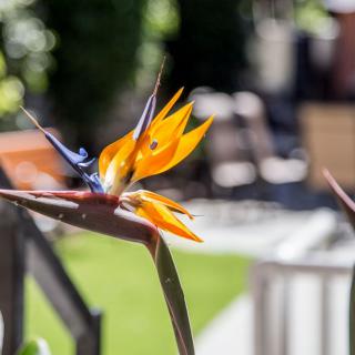 A vibrant Bird of Paradise flower in a garden setting.