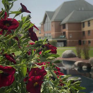 Vibrant red flowers with a backdrop of a modern building and tranquil pond.