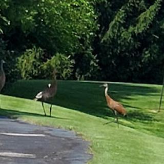 A group of birds standing on the grass in a sunny outdoor setting.