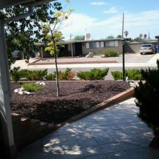 A sunny suburban yard with a small tree and landscaped garden.