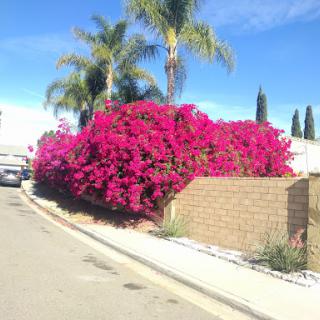 Vibrant bougainvillea blooms brighten up a residential street on a sunny day.