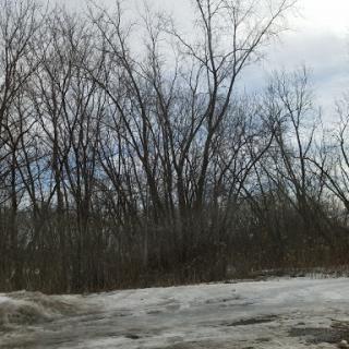 A serene winter landscape featuring bare trees against a cloudy sky.