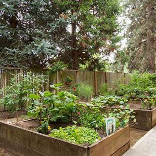 A lush garden with raised vegetable beds surrounded by trees and a fence.