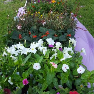 A vibrant garden bed filled with a variety of colorful flowers.