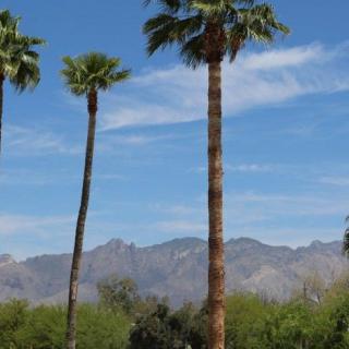 Tall palm trees against a backdrop of mountains and blue sky.