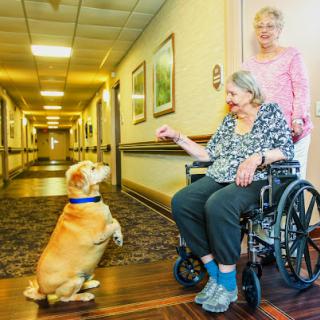 An elderly woman in a wheelchair interacts with a friendly dog while another woman stands nearby in a care facility.