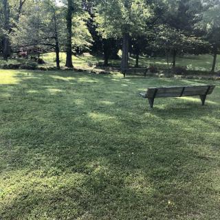 A serene park scene featuring a lone bench amidst green grass and tall trees.