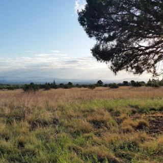 A serene view of a grassy landscape under a clear sky, framed by a tree.