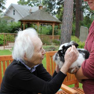 An elderly person interacting with a rabbit outdoors in a garden setting.