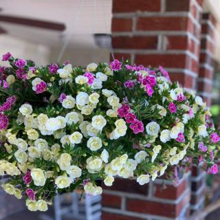 A vibrant hanging basket filled with pink and white petunias against a brick background.