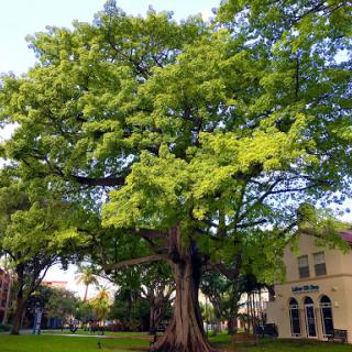 A vibrant green tree stands majestically next to a charming building.
