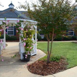 A charming garden scene featuring a gazebo adorned with climbing plants, a neatly landscaped pathway, and a young tree beside it.