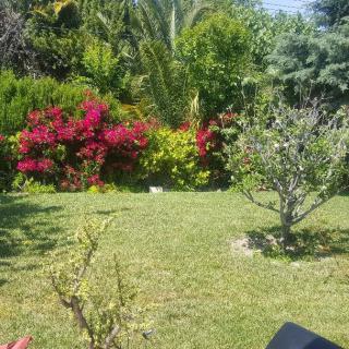 A lush garden with vibrant flowers and green foliage.