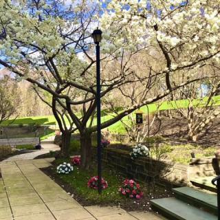 A serene garden pathway lined with blossoming trees and colorful flowers in spring.