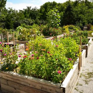 A vibrant community garden with raised beds full of flowers and lush greenery.