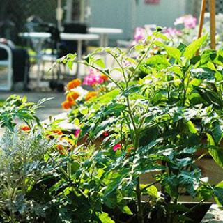 A sunlit garden with lush greenery and colorful flowers.