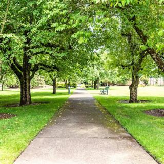 A peaceful pathway lined with lush green trees in a park setting.