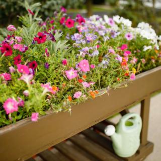 A vibrant flower bed in a wooden planter box accompanied by a green watering can.