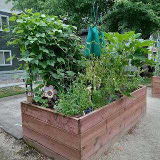 A lush vegetable garden in a raised bed showcasing various plants and greenery.